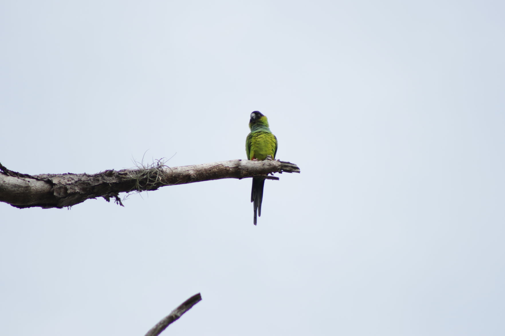 Nanday parakeet